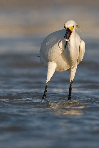Schmuckreiher Egretta thula Snowy Egret